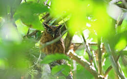 Image of Tawny-bellied Screech Owl