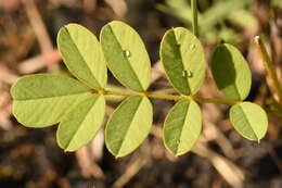 Image of Rugel's hoarypea