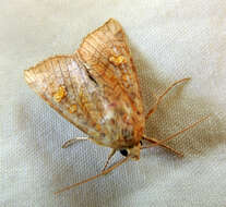 Image of American Ear Moth