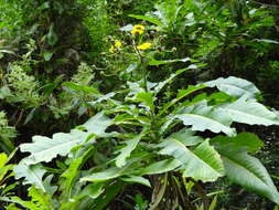 Image of Sonchus fruticosus L. fil.