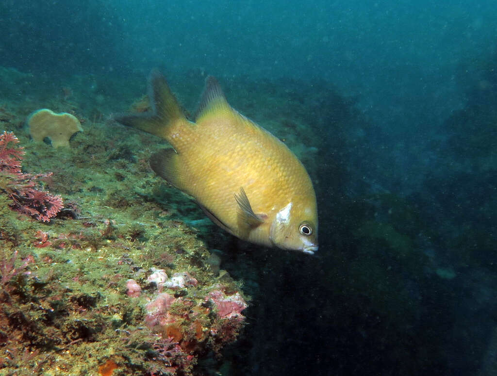 Image of White-ear scalyfin