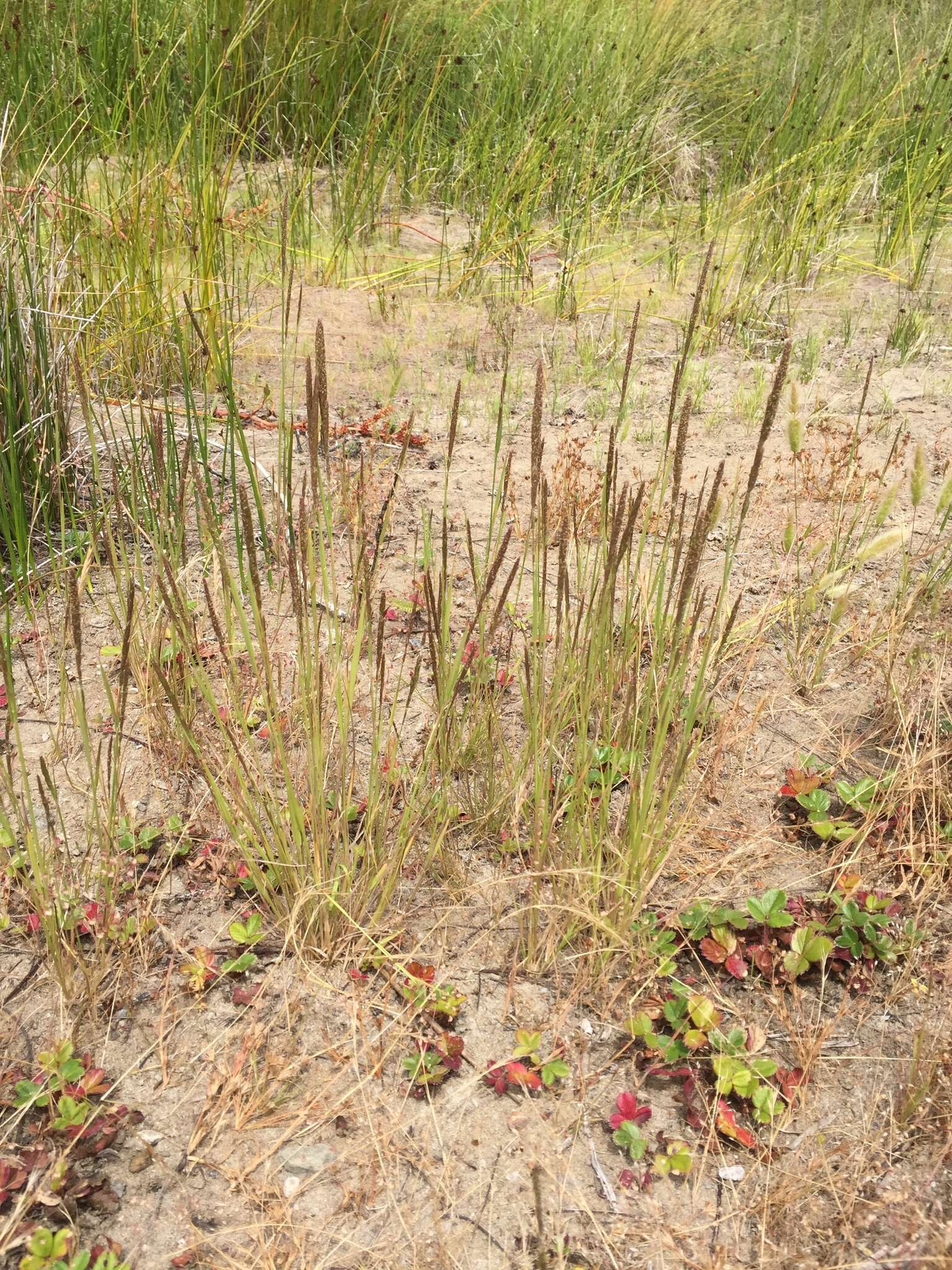 صورة Agrostis pallens Trin.