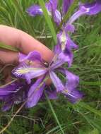 Image of toughleaf iris