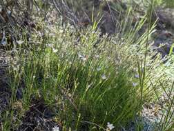 Image of King's rosy sandwort