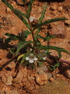 صورة Lepidagathis cristata Willd.