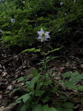 Image of Dahlia tubulata P. D. Sorensen