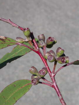 Image of Eucalyptus oreades F. Müll. ex R. T. Baker