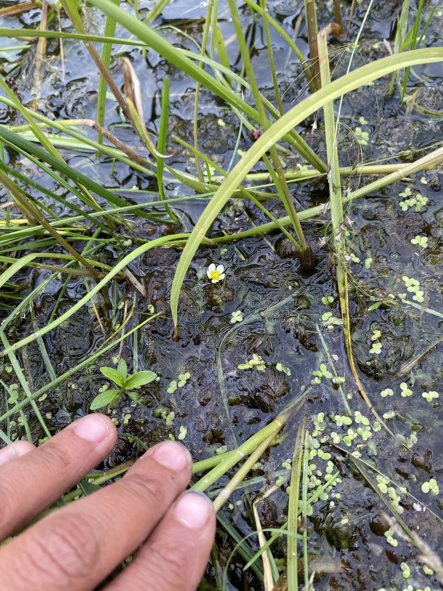 Ranunculus longirostris Godr.的圖片