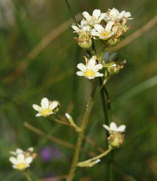 Image of Encrusted Saxifrage