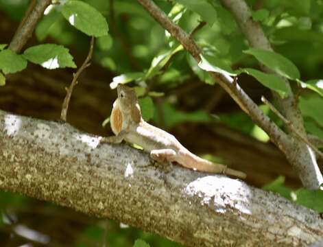 Image of Anolis jubar oriens Schwartz 1968