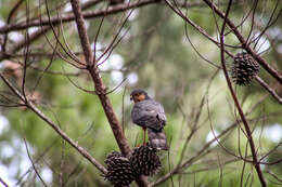 Image of Red-breasted Sparrowhawk