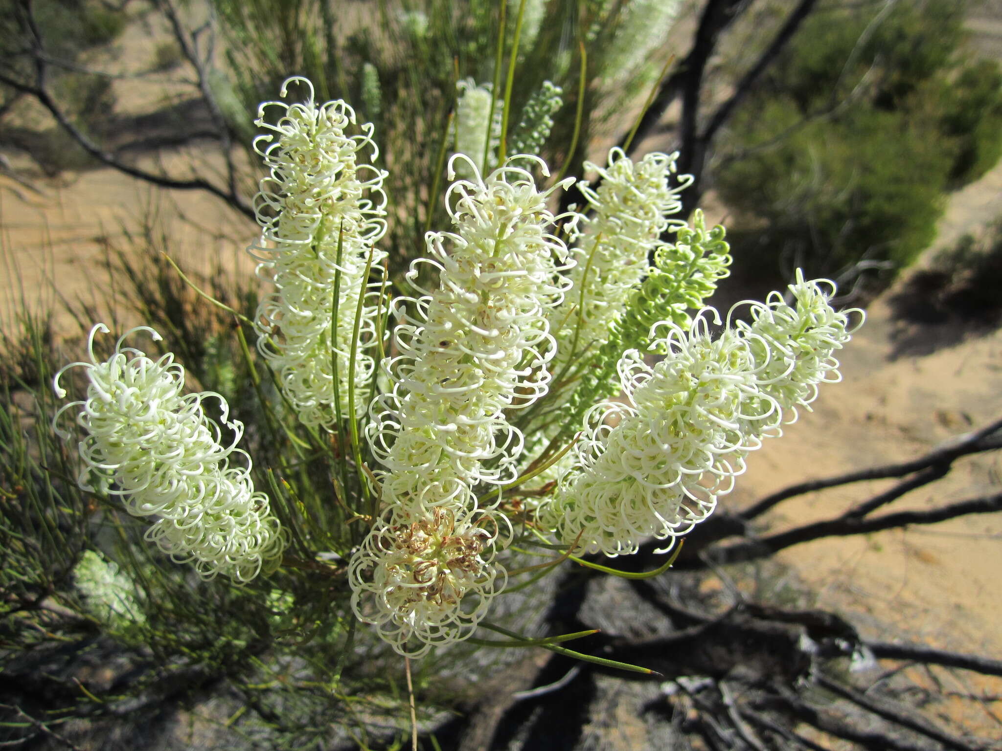 Image of Grevillea pterosperma F. Müll.