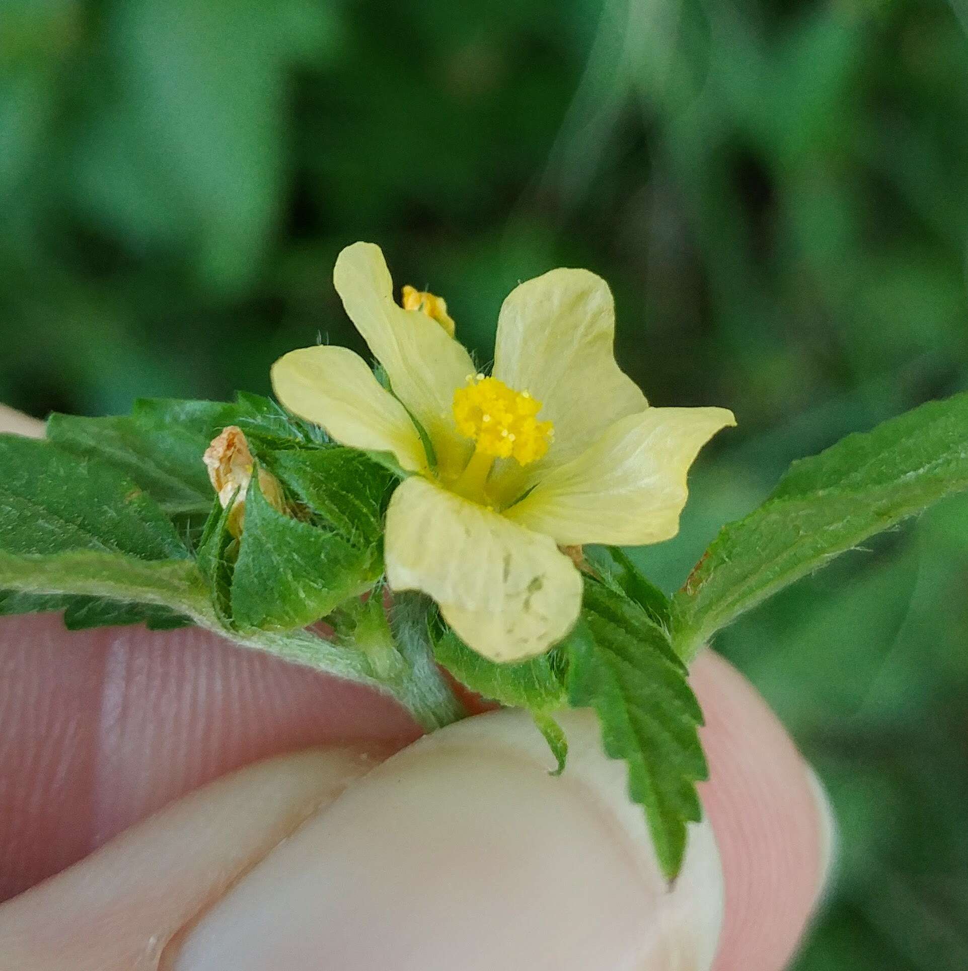 Image de Malvastrum coromandelianum (L.) Garcke