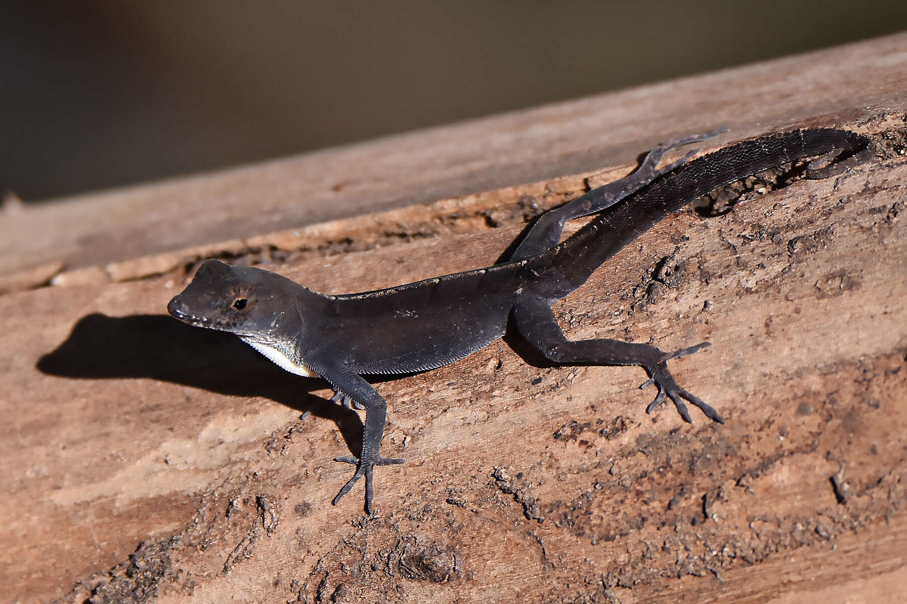 Image of Sagua de Tanamo  Anole