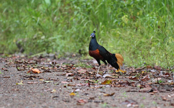 Image of Crested Fireback