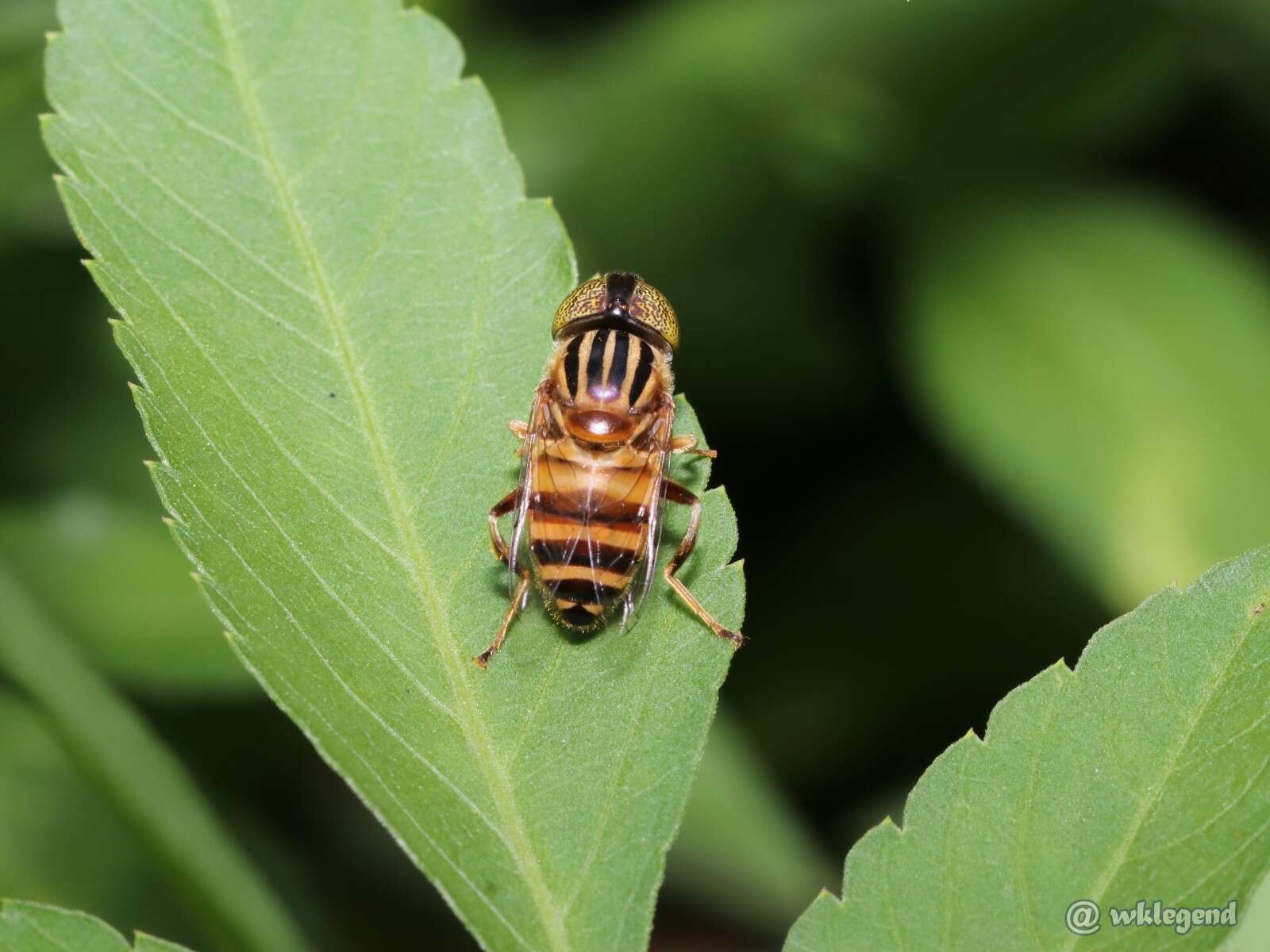 Image of Syrphid fly