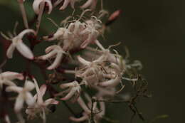 Image of Ixora nigricans R. Br. ex Wight & Arn.