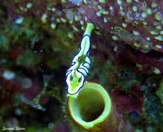 Image of Black edge white brown slug