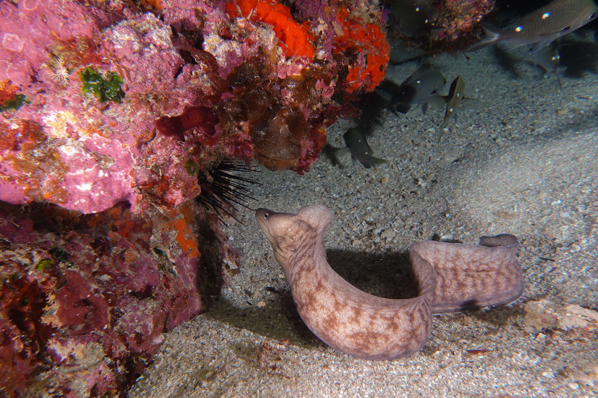 Image of Grey moray