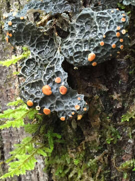 Image of Lobaria anthraspis