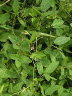 Image of Glycine max subsp. soja (Siebold & Zucc.) H. Ohashi