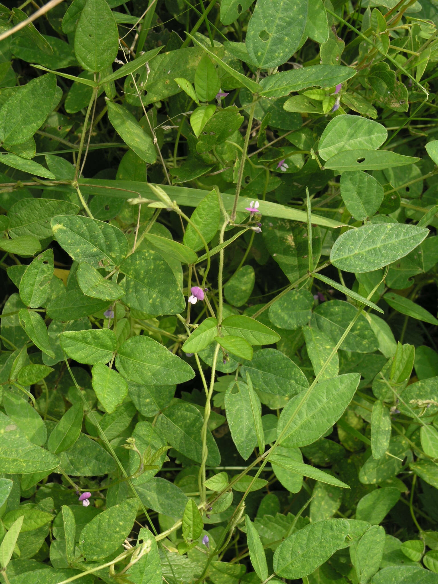 Image of Glycine max subsp. soja (Siebold & Zucc.) H. Ohashi