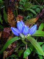 Image of <i>Gentiana <i>andrewsii</i></i> var. andrewsii