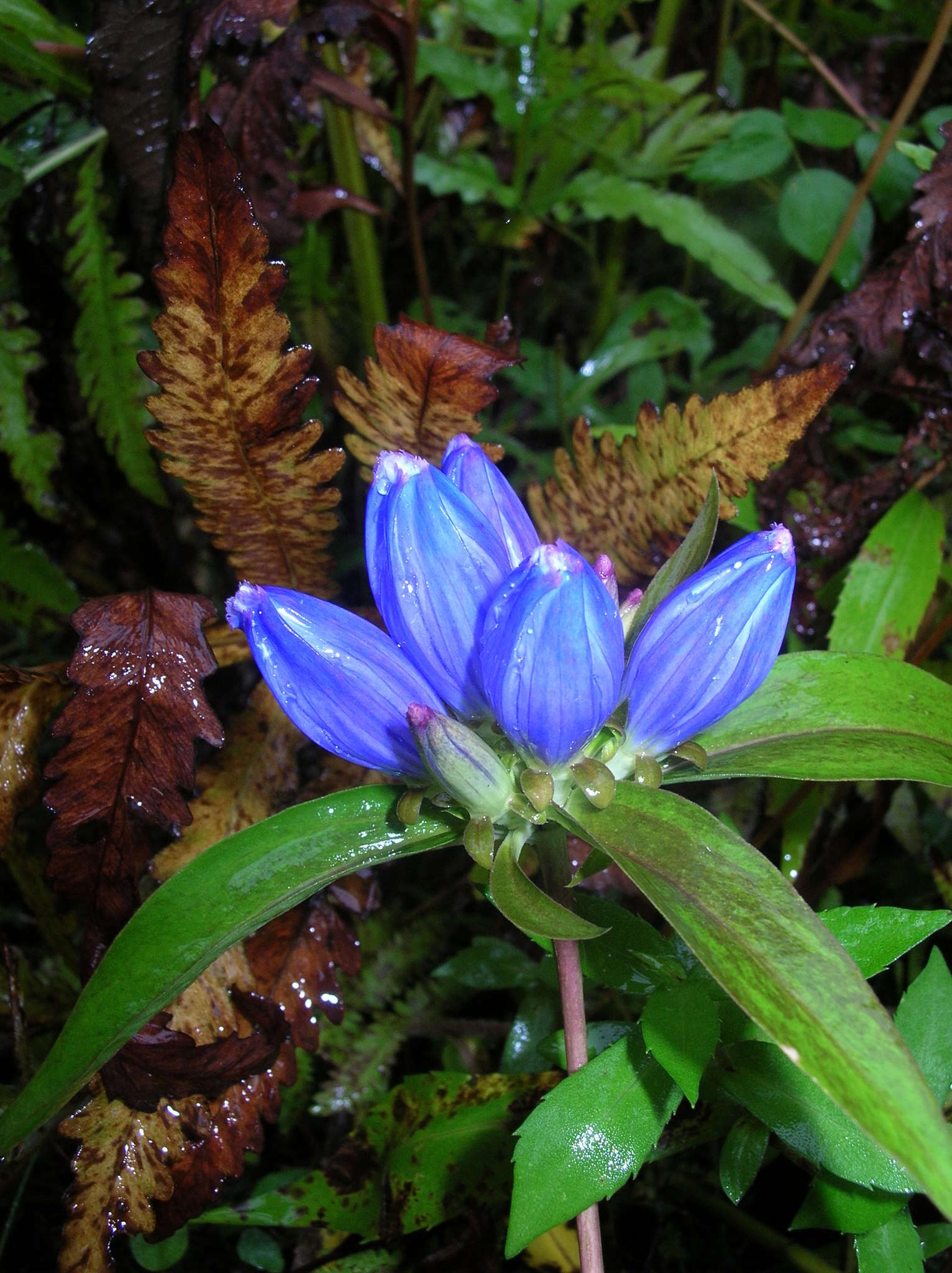 Image of <i>Gentiana <i>andrewsii</i></i> var. andrewsii