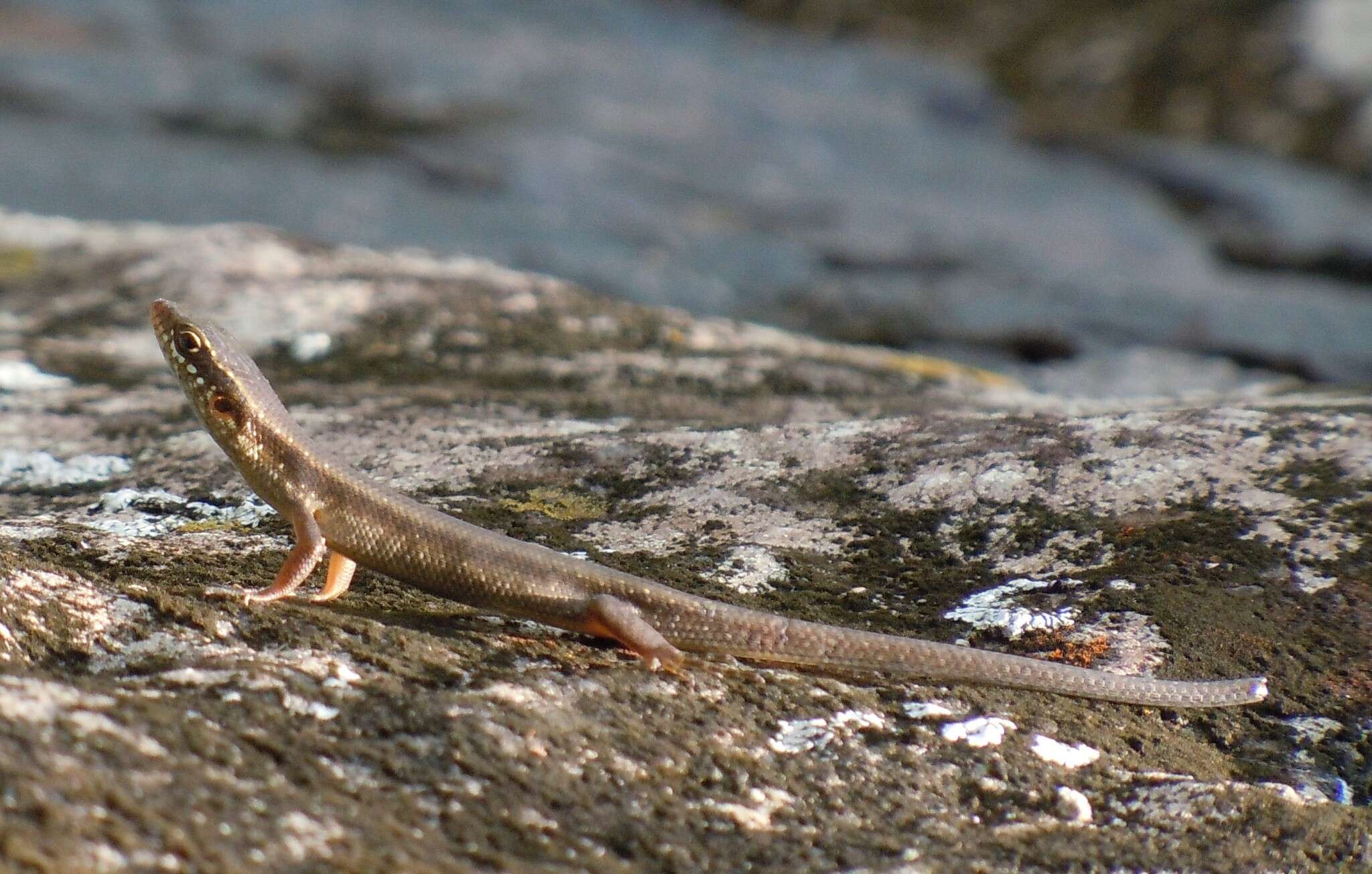 Image of Trachylepis thomensis Ceríaco, Marques & Bauer 2016