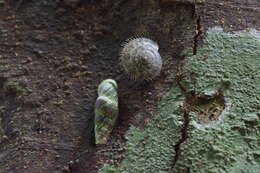 Plancia ëd Plectotropis elegantissima (L. Pfeiffer 1849)