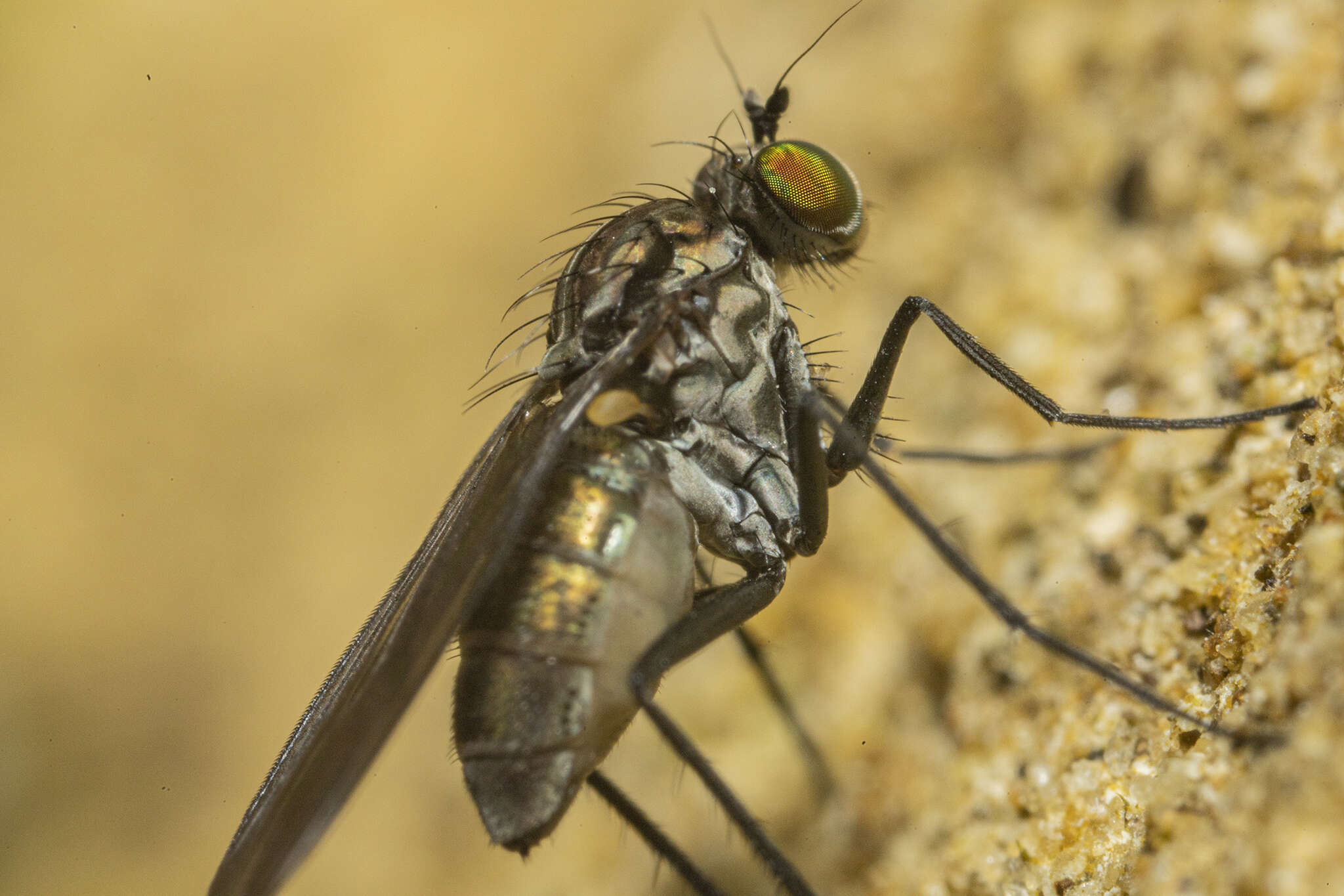 Image of Tetrachaetus bipunctatus Parent 1933