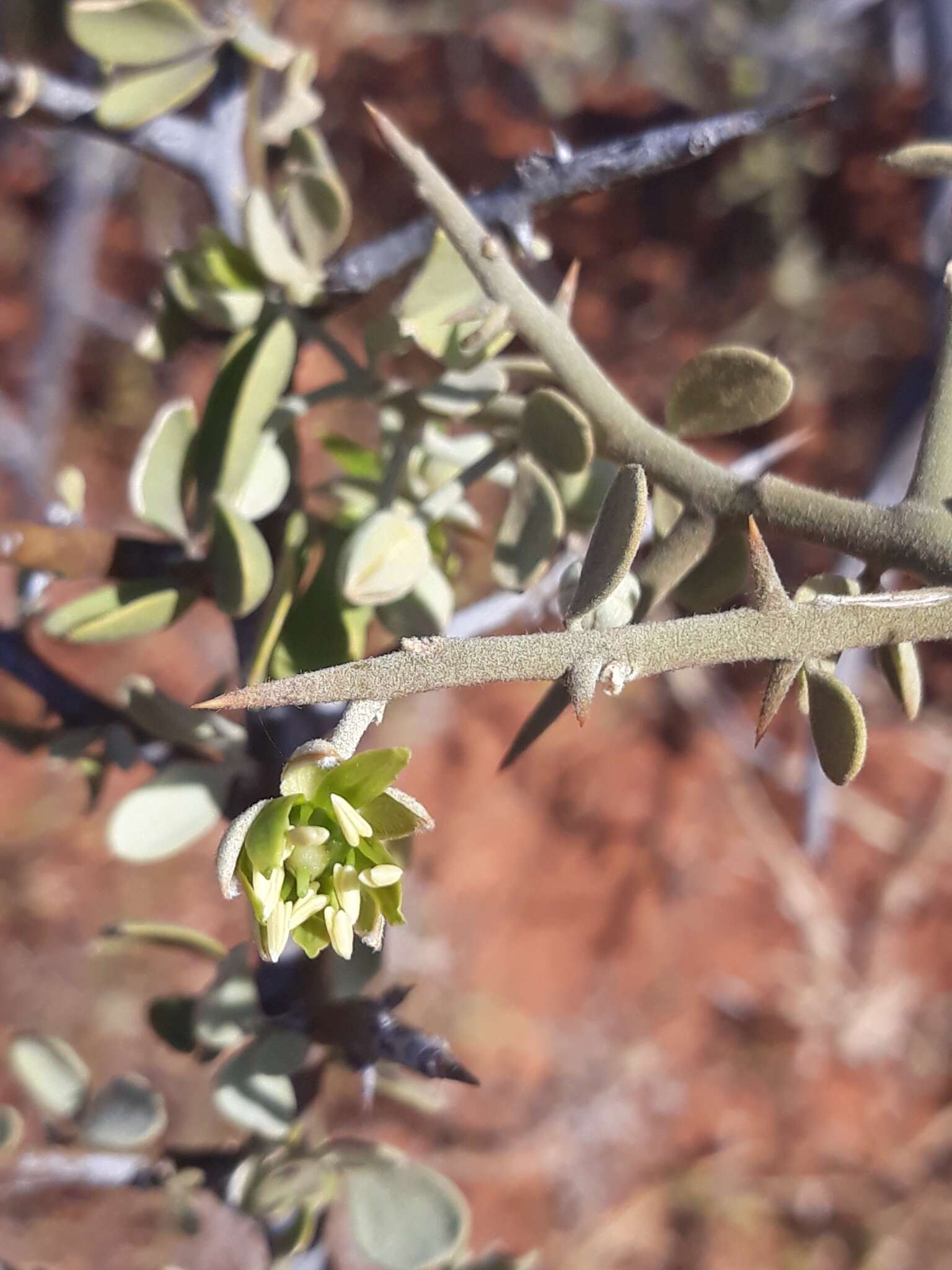 Image of Balanites pedicellaris Mildbraed & Schlechter