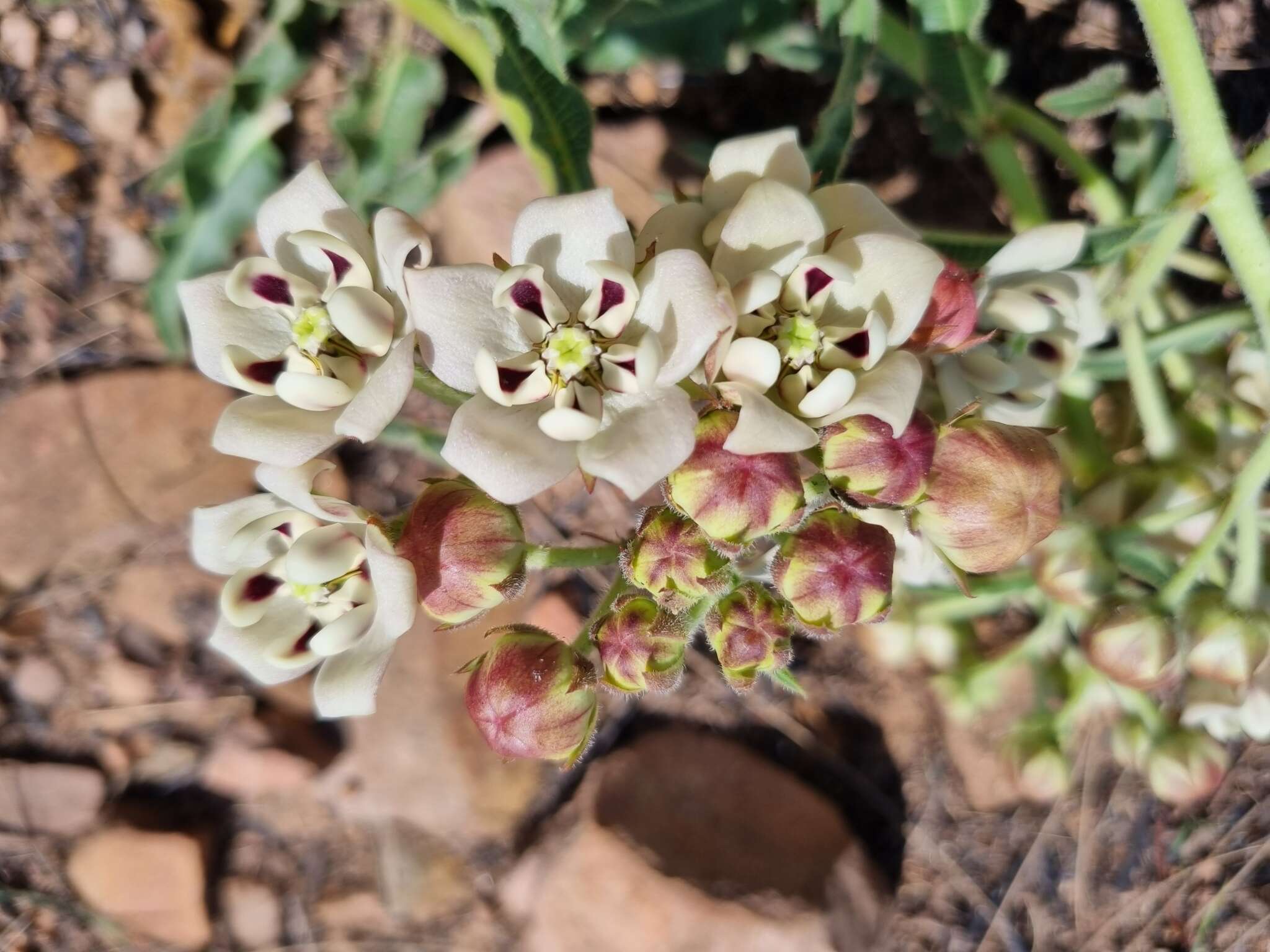 Image of Pachycarpus schinzianus (Schltr.) N. E. Br.