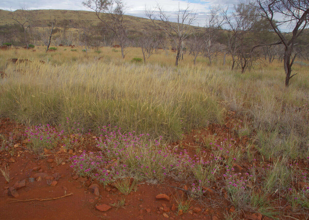 Image of Gomphrena canescens subsp. canescens