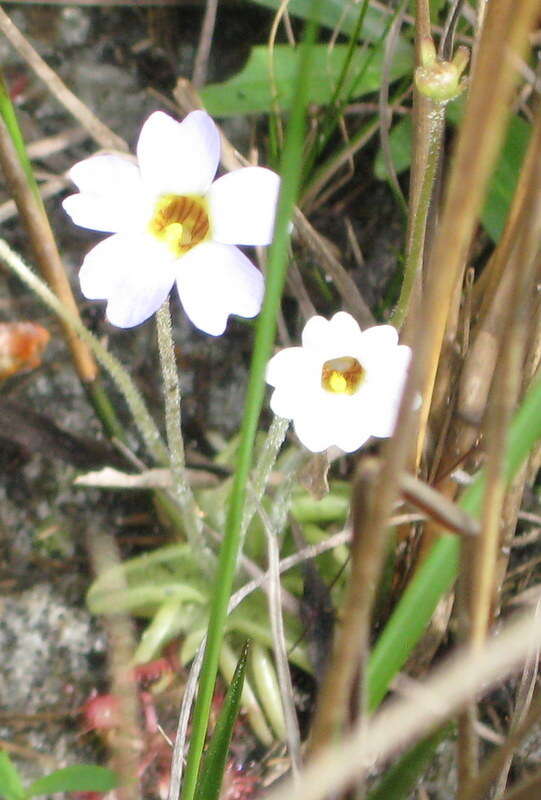 Image of small butterwort