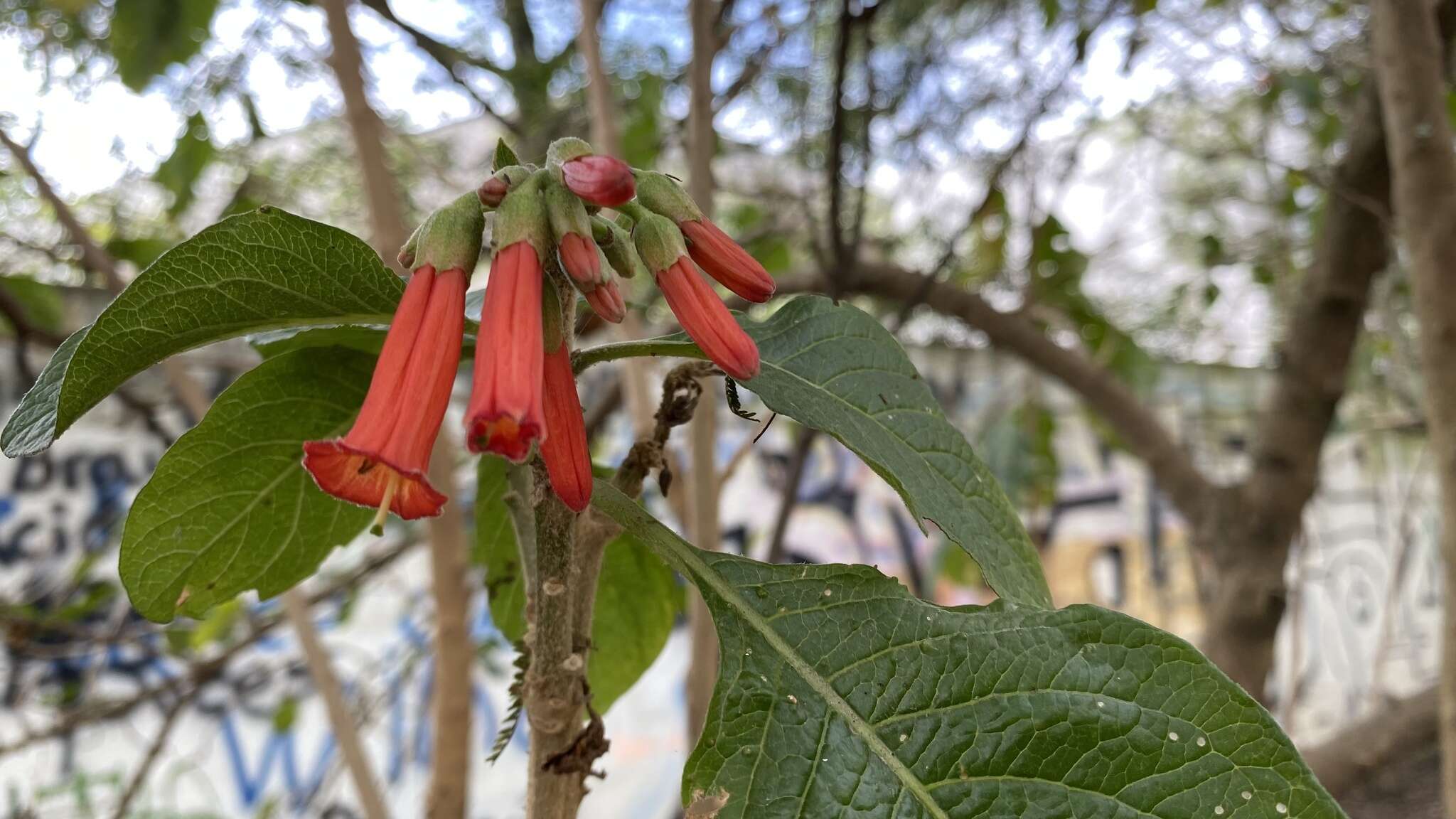 Image of Iochroma fuchsioides (Kunth) Miers