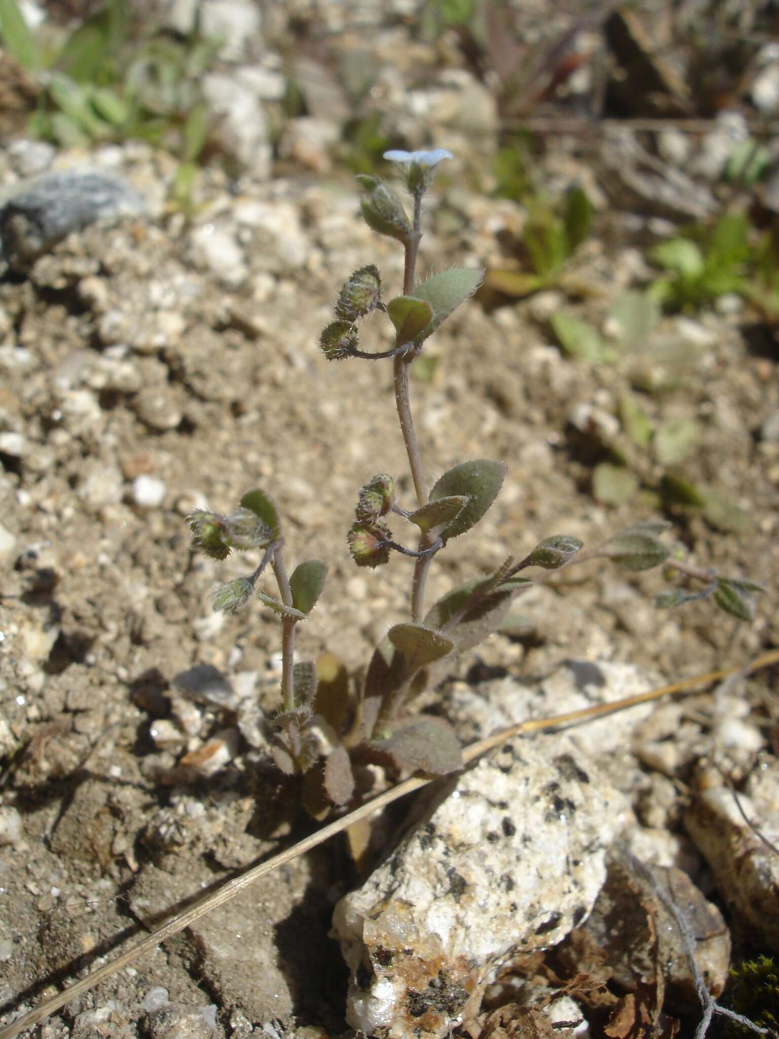 Слика од Gyrocaryum oppositifolium B. Valdés