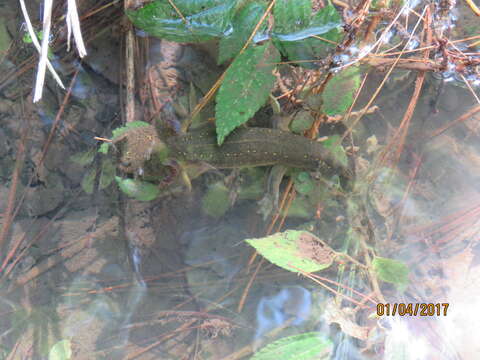 Image of Michoacan Stream Salamander