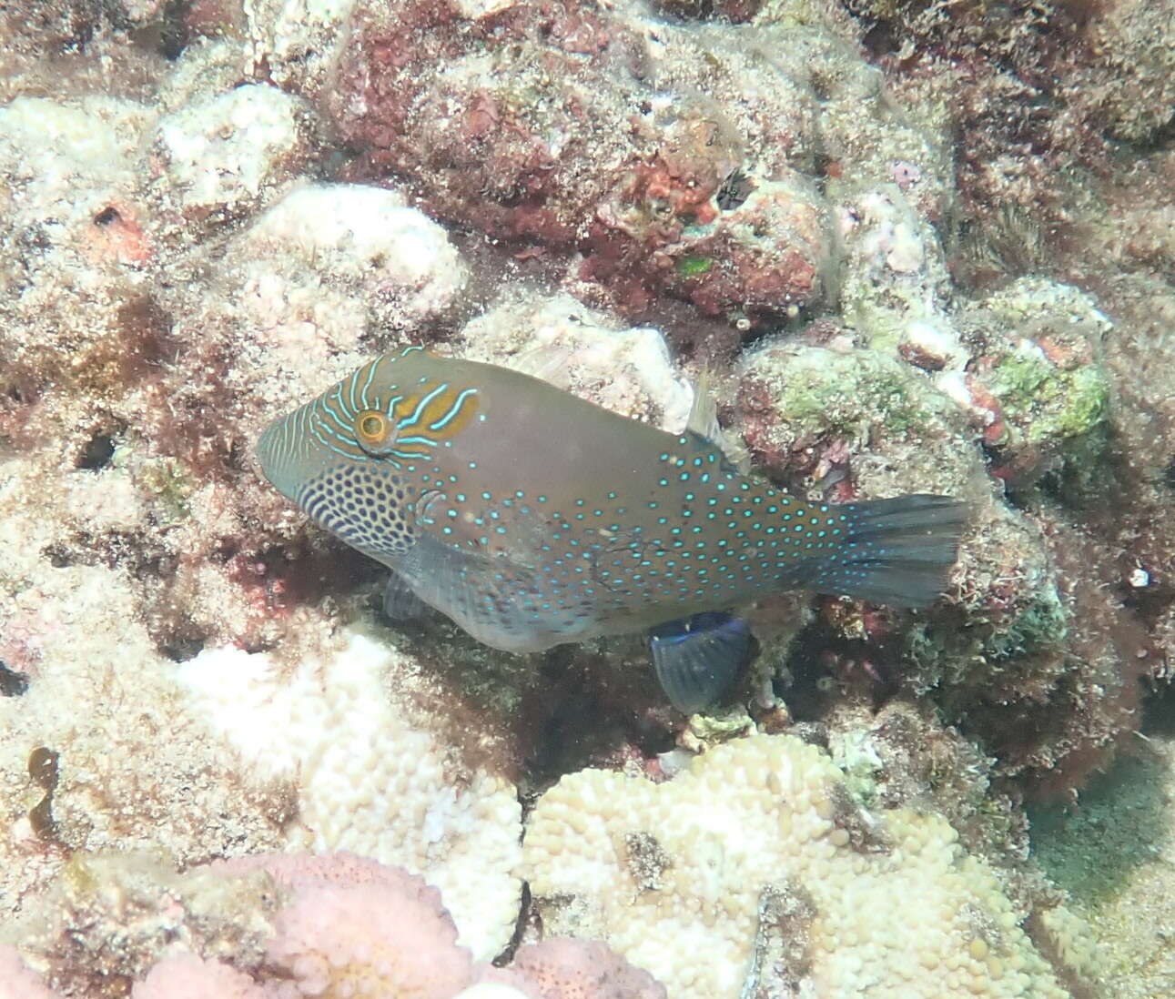 Слика од Canthigaster amboinensis (Bleeker 1864)