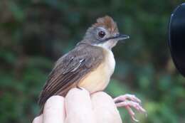 Image of Short-tailed Babbler