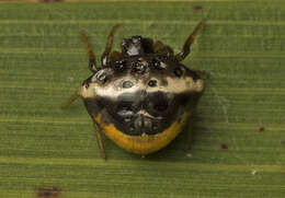 Image of Cyrtarachne tricolor (Doleschall 1859)