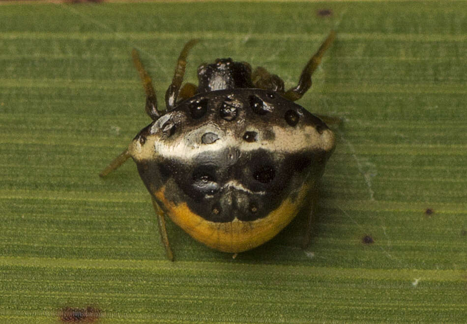 Image of Cyrtarachne tricolor (Doleschall 1859)