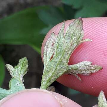 Peronospora ranunculi resmi