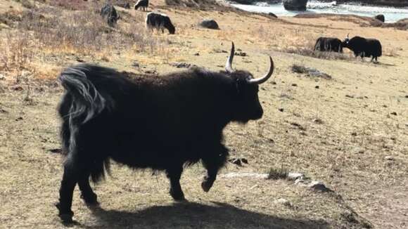 Image of yak