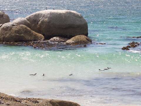 Image of African Penguin