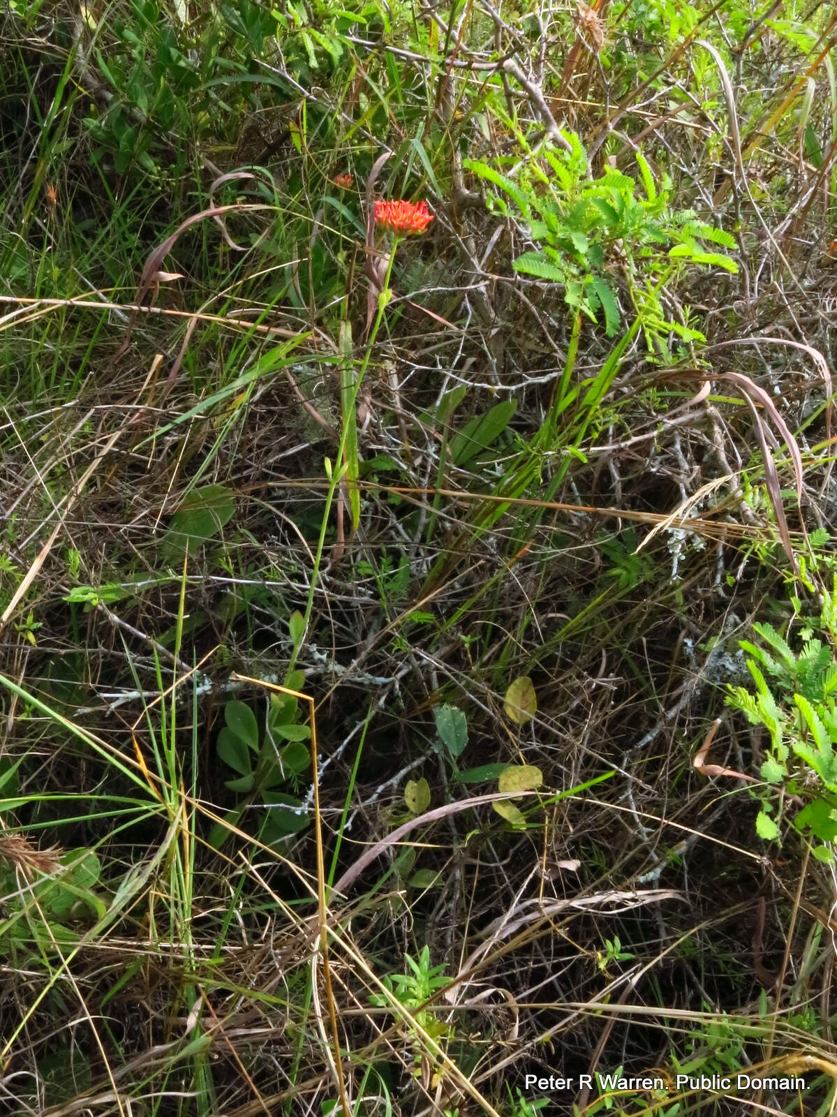 Image of Common kalanchoe