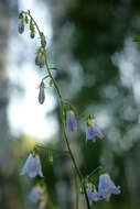 Imagem de Adenophora liliifolia (L.) A. DC.