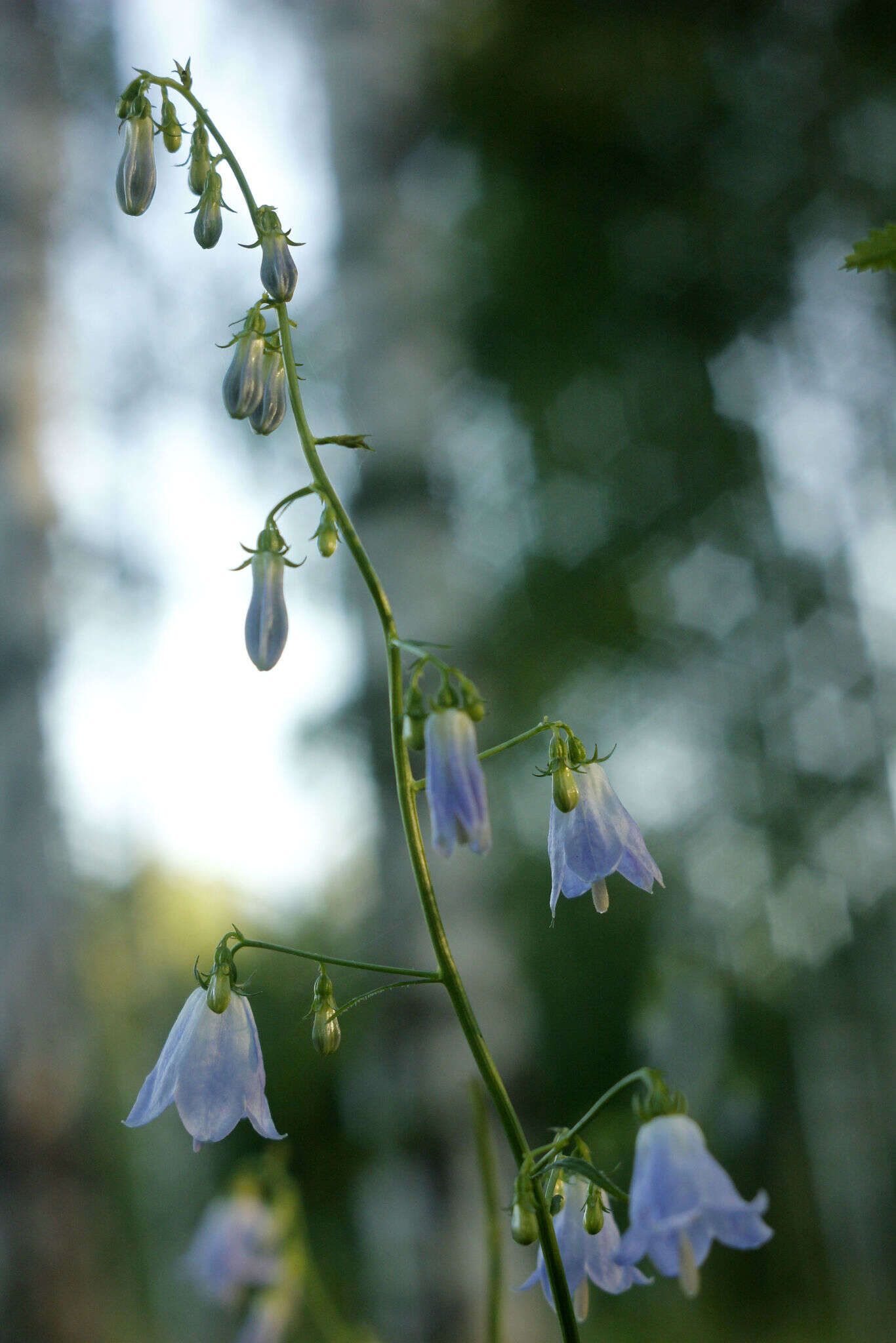 Imagem de Adenophora liliifolia (L.) A. DC.