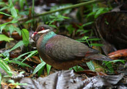 Geotrygon mystacea (Temminck 1811) resmi