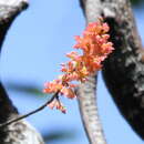 Image of Dendrobium faciferum J. J. Sm.